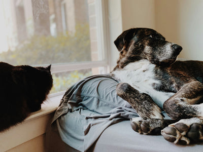 5 Must-Have Essentials Every Pet Lover Needs in 2025