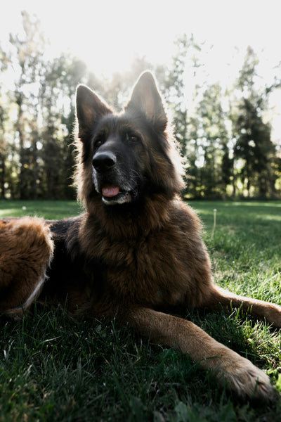 How to Choose the Right Products for Your Pet’s Age and Breed