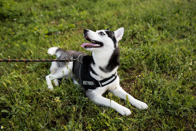 Walking & Training Gear