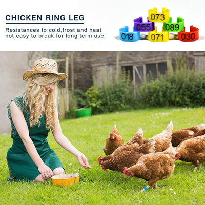 100 Pieces Chicken Bird Leg Rings, Multiple Colour Numbered Chicken Birds Identification Leg Bands Poultry Leg Bands Clip-On Leg Rings for Pigeons Quail Chicken Goose Gamefowl Turkey