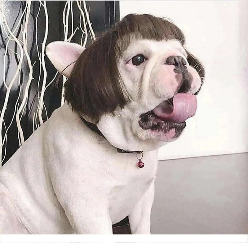 Pet Wig Costume Set – Funny Cosplay Hair Accessories for Dogs & Cats, Ideal for Dress-Up, Photoshoots & DIY Pranks