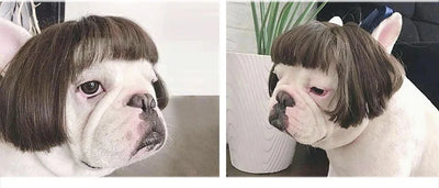 Pet Wig Costume Set – Funny Cosplay Hair Accessories for Dogs & Cats, Ideal for Dress-Up, Photoshoots & DIY Pranks