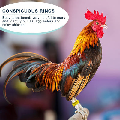 100 Pieces Chicken Bird Leg Rings, Multiple Colour Numbered Chicken Birds Identification Leg Bands Poultry Leg Bands Clip-On Leg Rings for Pigeons Quail Chicken Goose Gamefowl Turkey